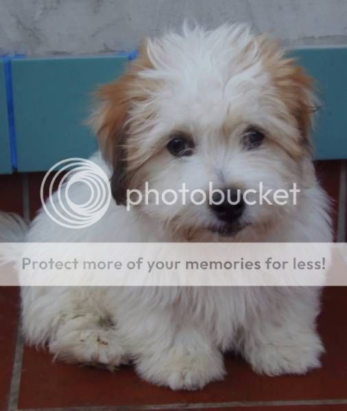 Coton De Tulear In Australia Now. General Dog Discussion Dogz
